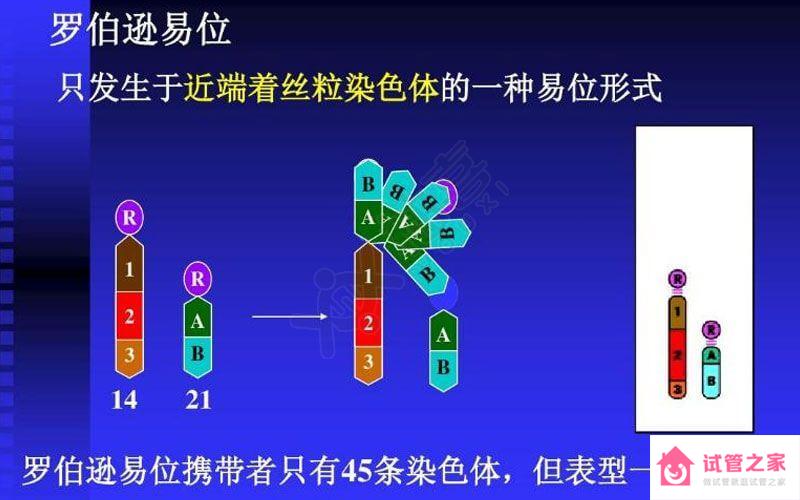 染色體羅伯遜易位遺傳方式揭曉，三大比例提前知曉