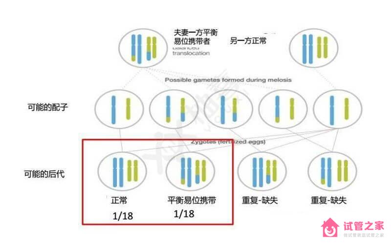 染色體羅伯遜易位遺傳方式揭曉，三大比例提前知曉