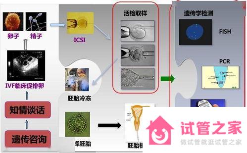 泰國(guó)試管嬰兒攻略費(fèi)用、流程大全！