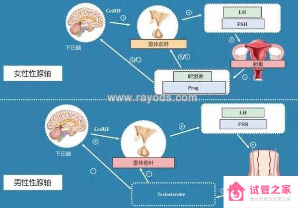 不良情緒對生育以及泰國試管嬰兒成功率的影響