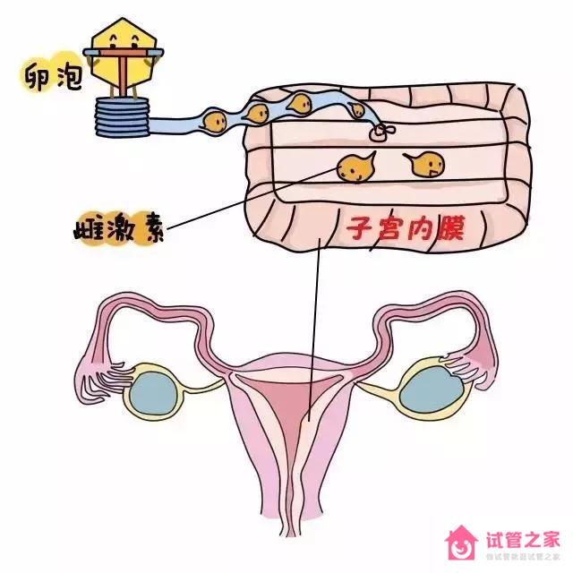 降調(diào)節(jié)，內(nèi)異癥試友又愛又恨TA