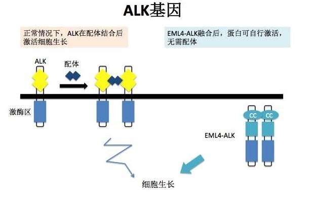 ALK基因及突變的簡(jiǎn)介