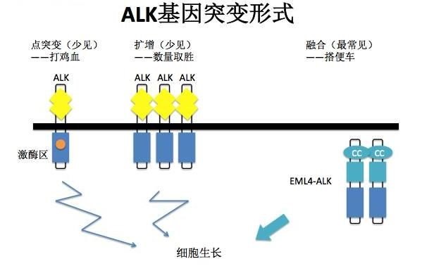 ALK基因及突變的簡(jiǎn)介