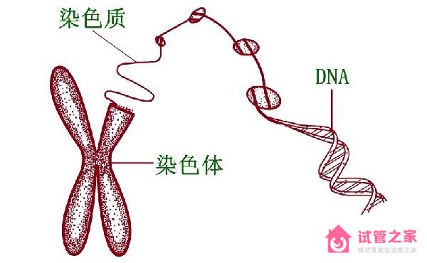 有遺傳病到俄羅斯做試管嬰兒的成功率高嗎？