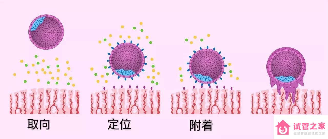 什么時候檢查早早孕合適呢？