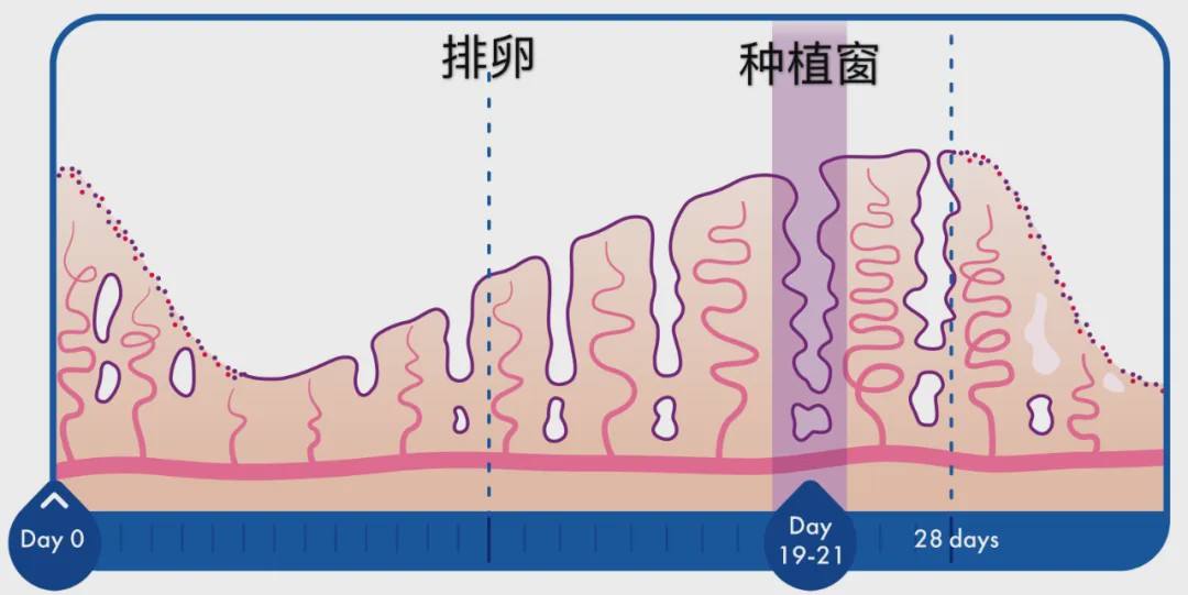 試管種植窗怎么檢測？這3種方法比較常見