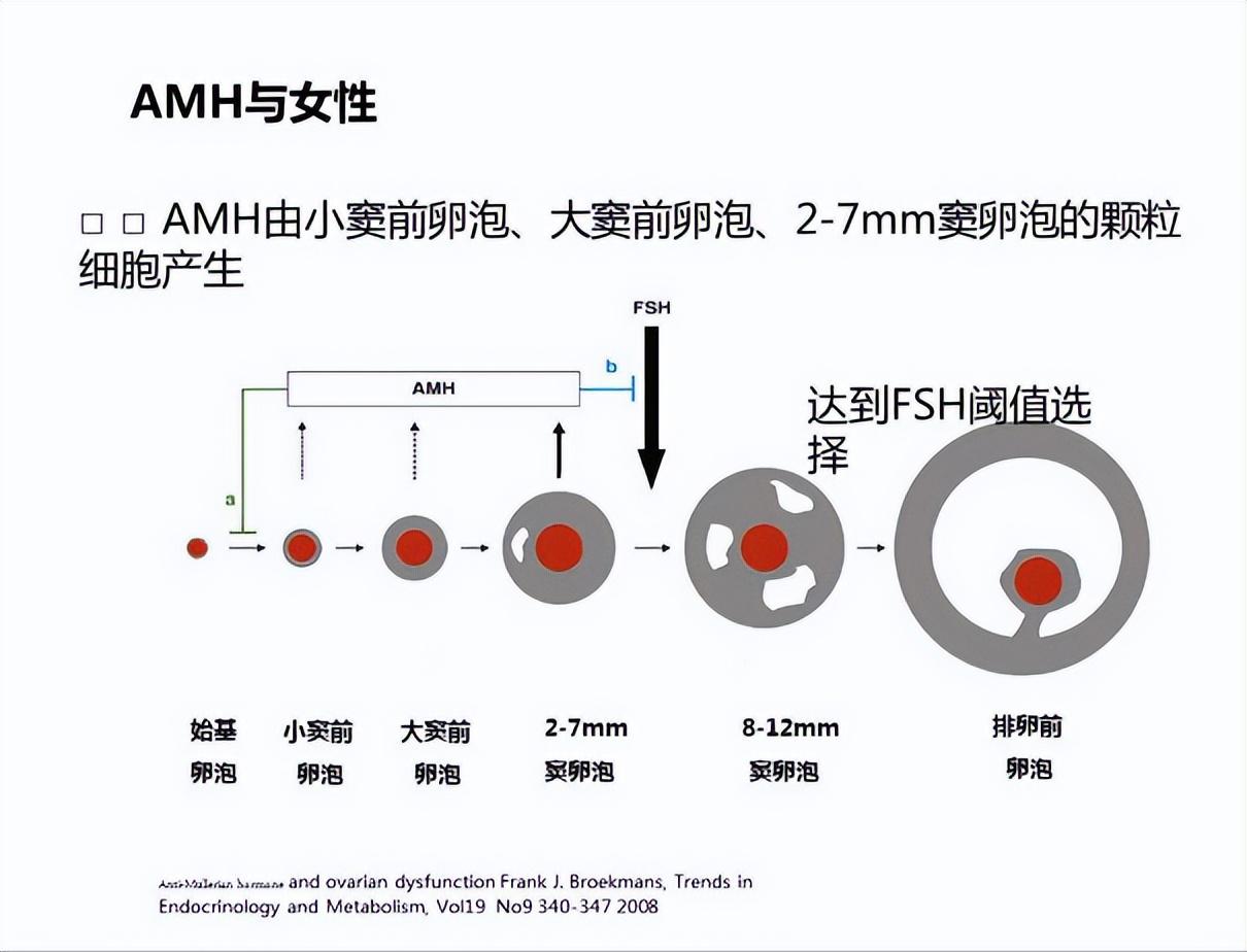 為什么做試管之前要查AMH？那AMH是什么呢？