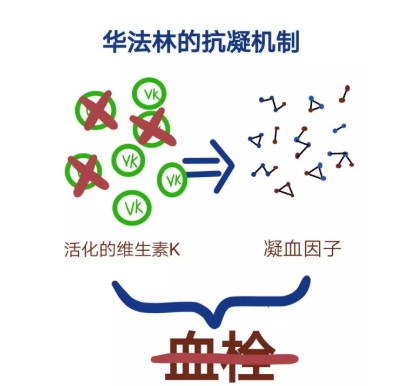 華法林，最常用的口服抗凝藥物之一