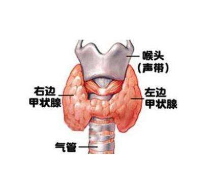 泰國試管嬰兒醫(yī)院為什么做甲狀腺功能檢測(cè)？