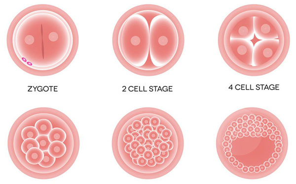 什么是囊胚移植 - 囊胚移植的過程、成功率與注意事項(xiàng)詳解