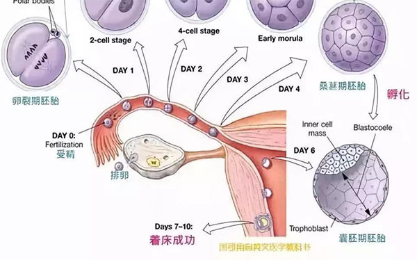 什么是囊胚移植 - 囊胚移植的過程、成功率與注意事項(xiàng)詳解