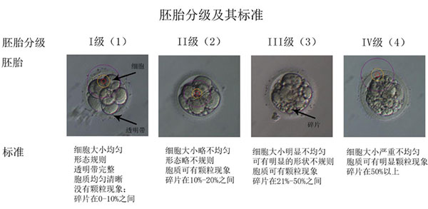 什么是囊胚移植 - 囊胚移植的過程、成功率與注意事項(xiàng)詳解