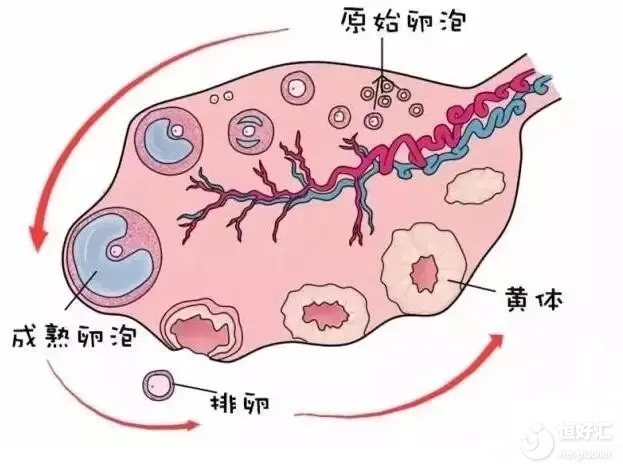 內(nèi)分泌不調(diào)也會(huì)導(dǎo)致不孕？是不是騙人的？