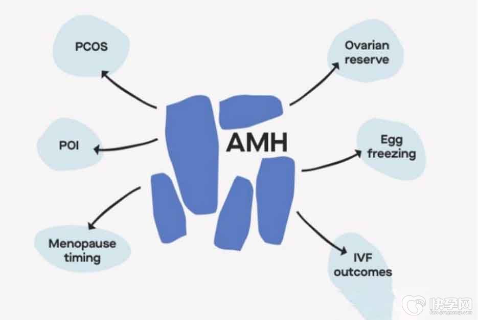 AMH0.01是沒有生育能力了嗎？生殖專家教你成功逆襲