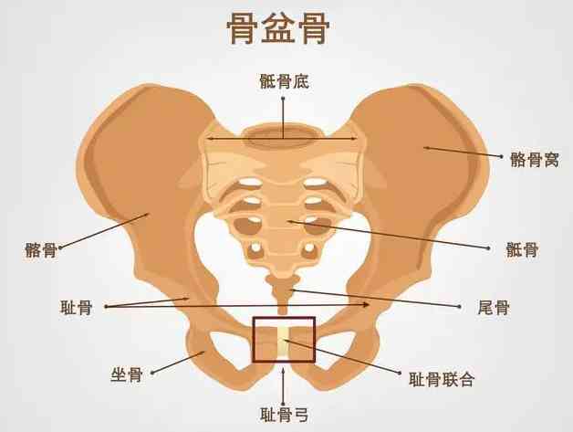 懷孕5個(gè)月說的恥骨疼到底是在哪個(gè)部位，有圖片嗎？