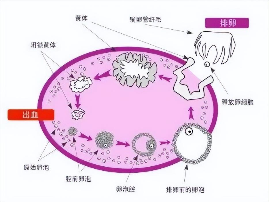 促*泡刺激素多少正常？