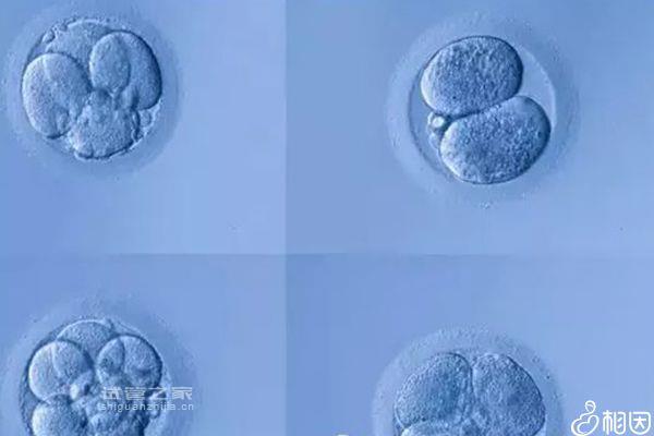別糾結(jié)融合胚胎幾天能發(fā)育成囊胚了，成功率如何先了解下