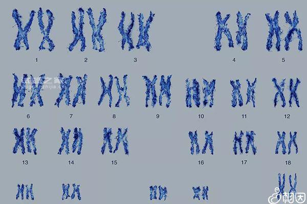 合肥胚胎染色體檢查費(fèi)用一覽，2023瑤海人在哪里做看這