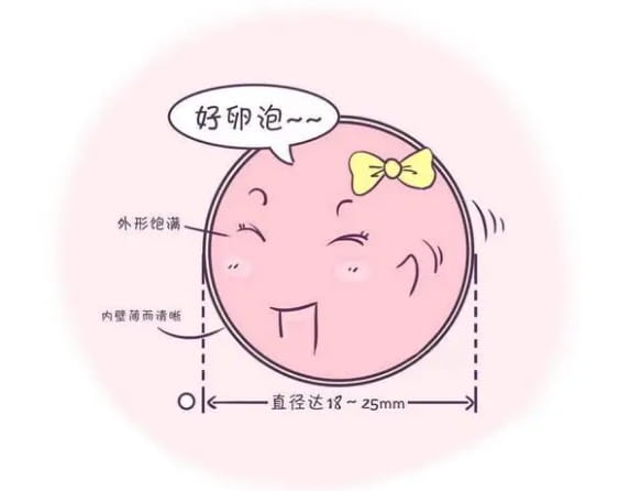 什么樣的卵泡是優(yōu)質(zhì)卵泡？什么因素會導(dǎo)致女性卵子數(shù)量下降？試管期間怎樣才能養(yǎng)出高質(zhì) ...