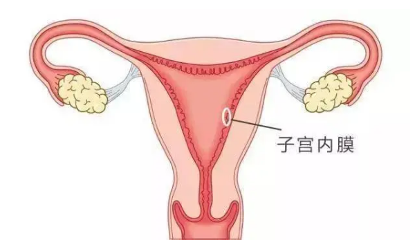 試管內(nèi)膜9適合移植是子宮內(nèi)膜最佳狀態(tài)