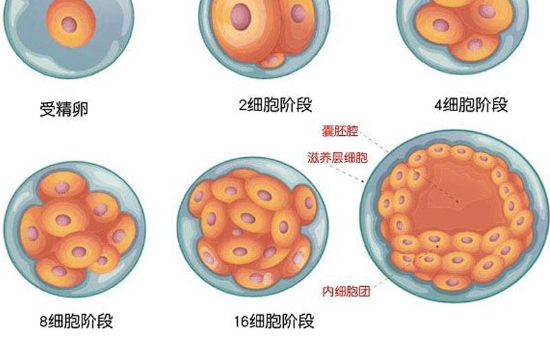 透明帶的形成和消失時(shí)間剖析，助你揭開胚胎發(fā)育之謎！