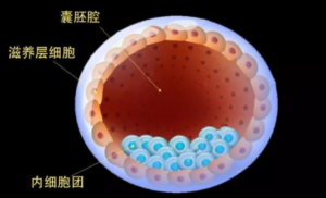 人類干細(xì)胞產(chǎn)生的胚胎樣結(jié)構(gòu)