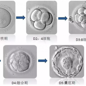 試管嬰兒鮮胚、凍胚與囊胚傻傻分不清楚，移植哪個成功率更高？ 