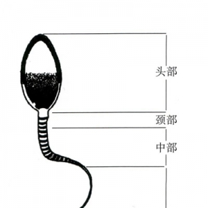 試管嬰兒胚胎培育之胚胎寶寶的實(shí)驗(yàn)室之旅