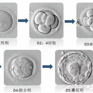 我倆同一天移植，為什么她的HCG比我高？