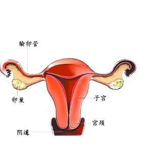 2大傷害*巢的惡習(xí)  看看20-45歲以后各個(gè)年齡段是如何保養(yǎng)*巢的 