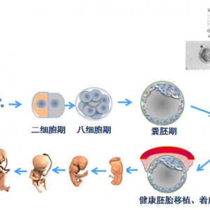 第三*試管嬰兒PGT-A、PGT-SR、PGT-M的檢測意義