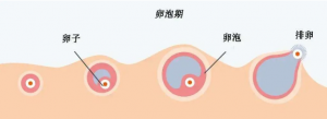 打促排*針會(huì)使人變胖？權(quán)威專家科普試管嬰兒促排問題