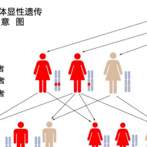 第三*試管嬰兒技術(shù)能篩查哪些常見遺傳病呢?