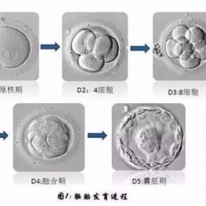 試管嬰兒我該移植鮮胚，囊胚還是凍胚呢？