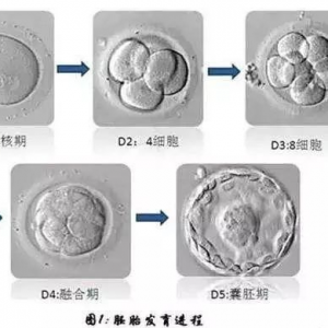 試管嬰兒我該移植鮮胚，囊胚還是凍胚呢？