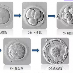 試管嬰兒鮮胚、凍胚及囊胚有什么區(qū)別，移植要如何選擇？