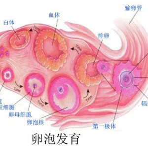 養(yǎng)出好*才能“一擊而中”，如何知道*泡是否正常發(fā)育、排*呢？ 